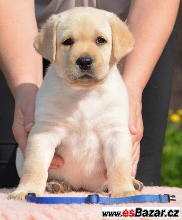 Štěňátko labradorského retrievera 