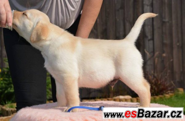 Štěňátko labradorského retrievera 