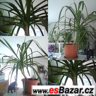 Pokojová rostlina Dracaena