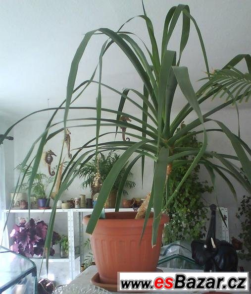 Pokojová rostlina Dracaena