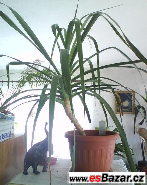 Pokojová rostlina Dracaena