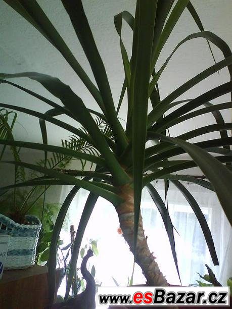 Pokojová rostlina Dracaena