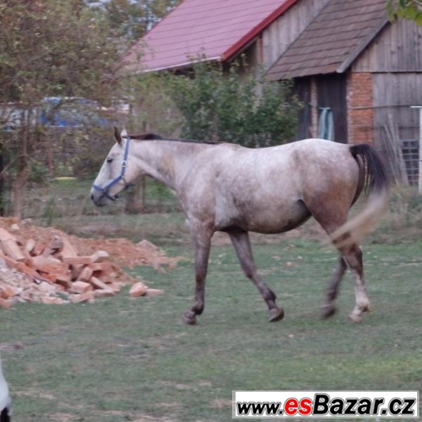 Starokladrubský kůň x ČT