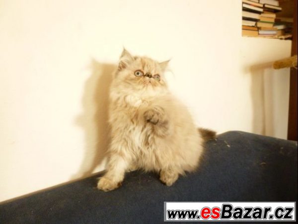 Perské - himálájské kotě 7 měs.