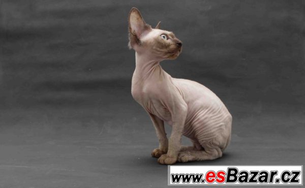 sphynx-bez-pp