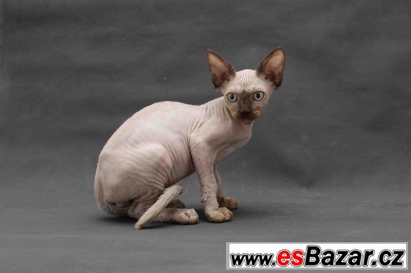 Sphynx bez PP