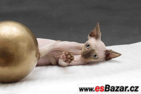 Sphynx bez PP