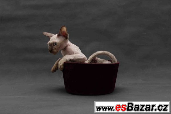 Sphynx bez PP