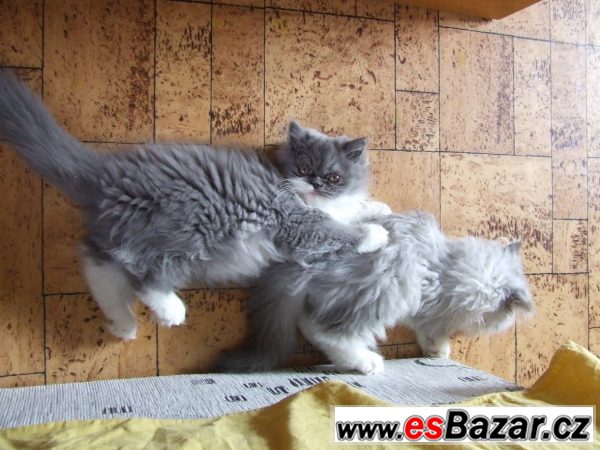 Perská kočička a kocourek k odběru