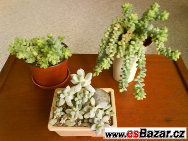 sukulenty-sedum-a-pachyphytum