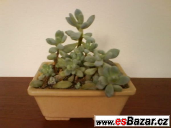 Sukulenty Sedum a Pachyphytum