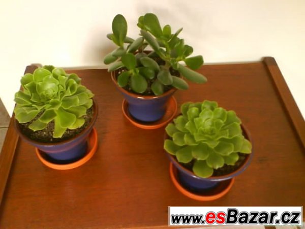 sukulenty-tlustice-crassula-aeon