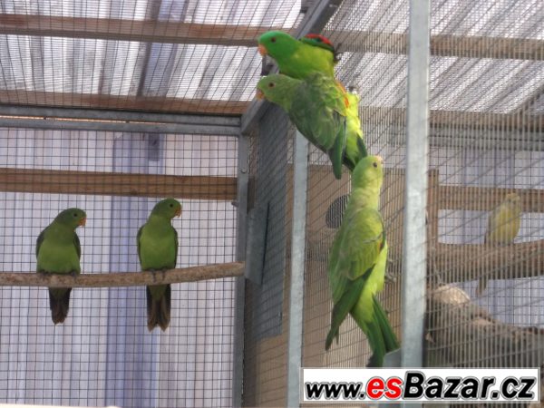 Prodej papoušků