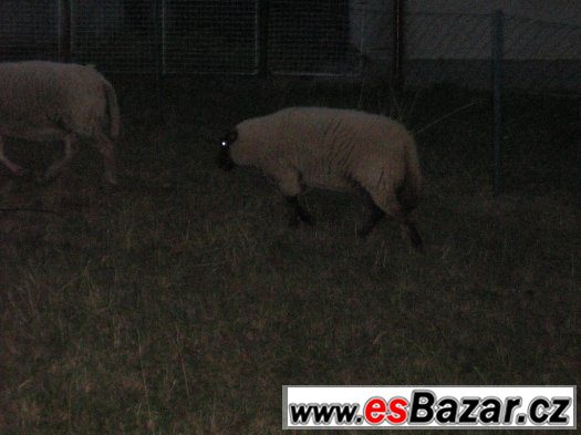 Ovce, beránek, jehnička Ovce, beránek, jehnička