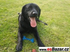 Kříženec labradorského retrívra