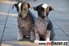 Mexický naháč - Xoloitzcuintle