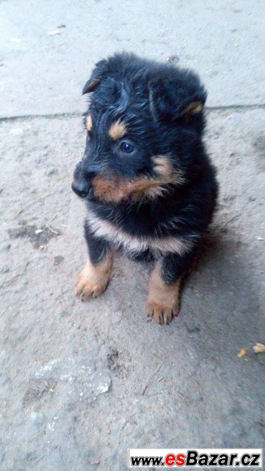 krizenci-no-a-beaucerona