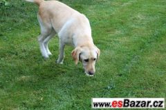 Prodám labradorku