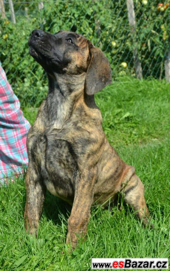 prodam-stene-dogo-canario