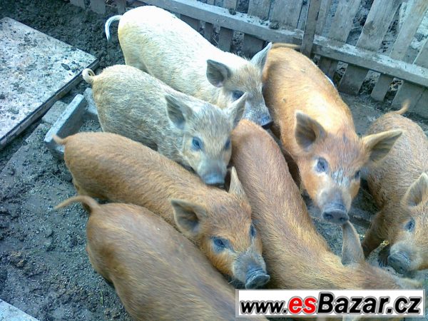 Selata z opakovaného křížení zadáme Selata z opakovaného křížení zadáme