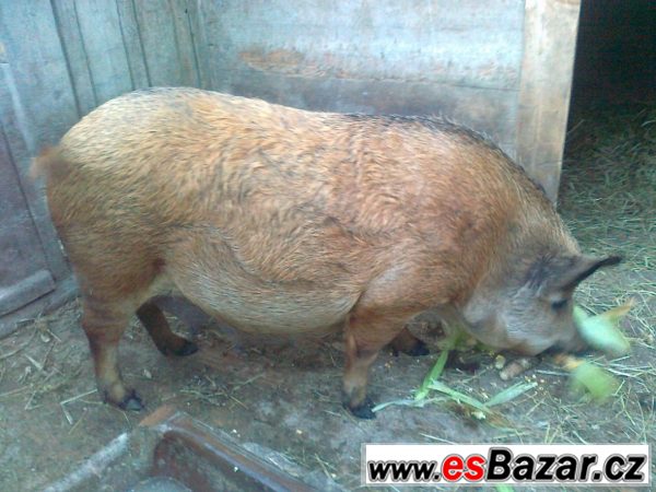 Selata z opakovaného křížení zadáme Selata z opakovaného křížení zadáme