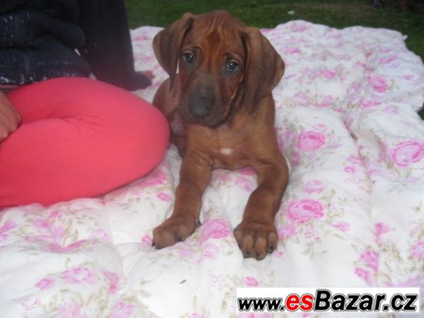 Rhodézský ridgeback