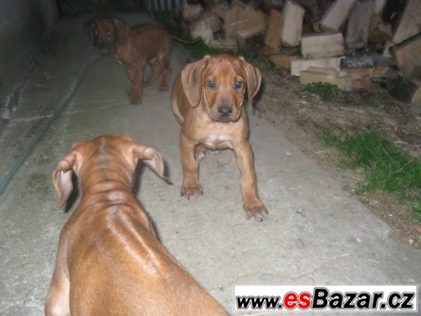 Rhodézský ridgeback