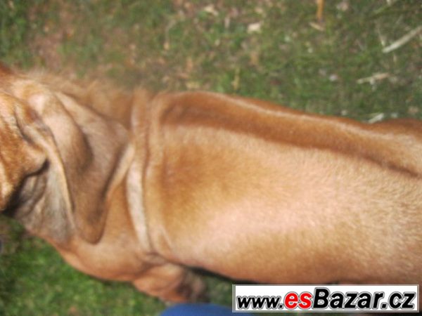 Rhodézský ridgeback