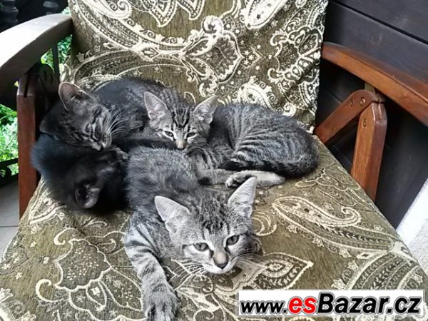 NABÍZÍME ZDARMA KRÁSNÁ KOŤÁTKA NABÍZÍME ZDARMA KRÁSNÁ KOŤÁTKA