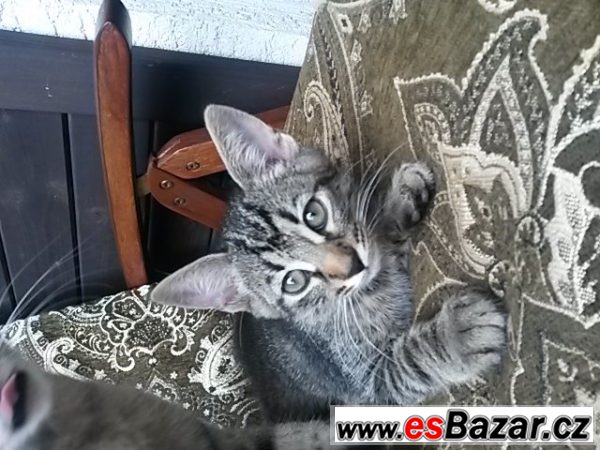 NABÍZÍME ZDARMA KRÁSNÁ KOŤÁTKA NABÍZÍME ZDARMA KRÁSNÁ KOŤÁTKA