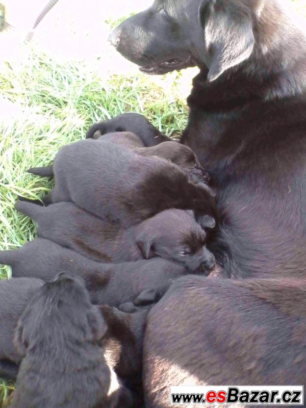 Štěňata labradora černého 