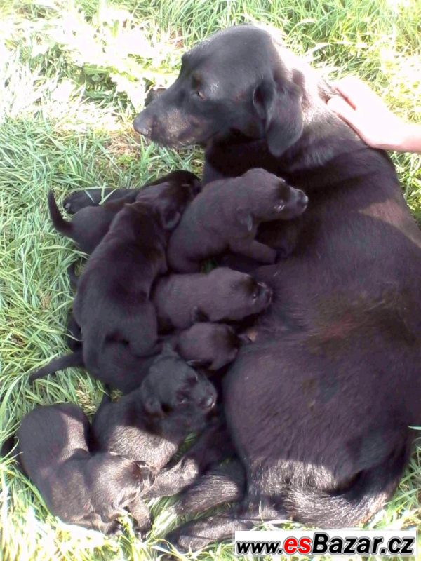 Štěňata labradora černého 