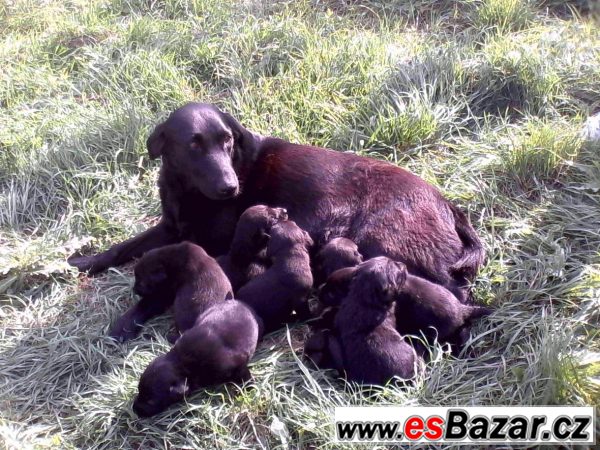 Štěňata labradora černého 