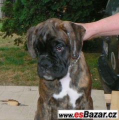 Boxer - štěně pejsek žíhaný s PP