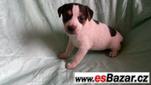 jack-russel-terier-krasna-stenatka