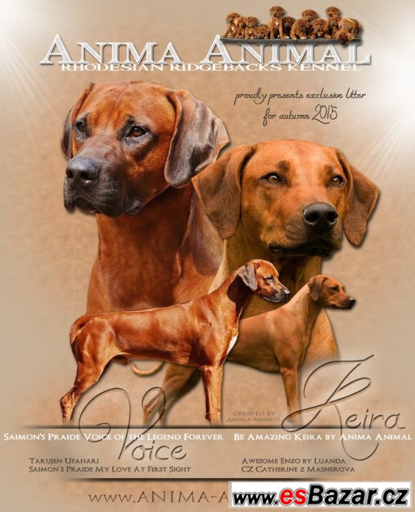 CHS Anima Animal - RR s PP