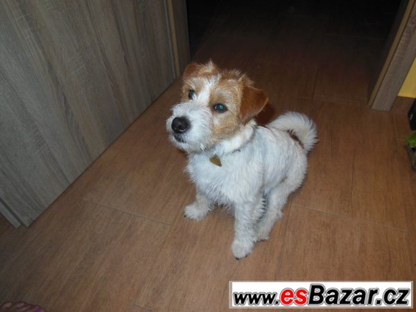 jack-russell-terier-cistokrevny-pes