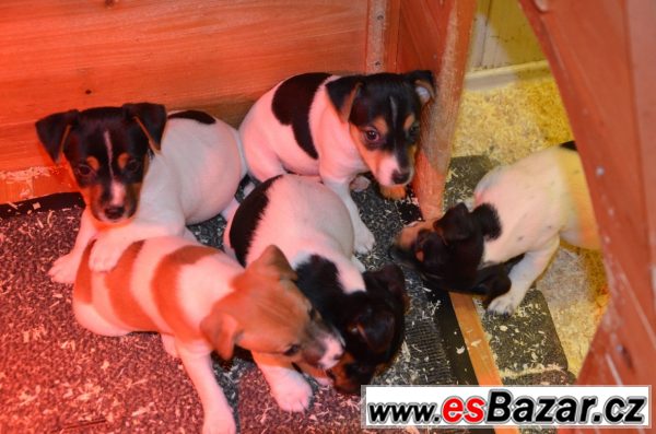 Jack Russel terrier s PP