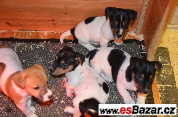 Jack Russel terrier s PP