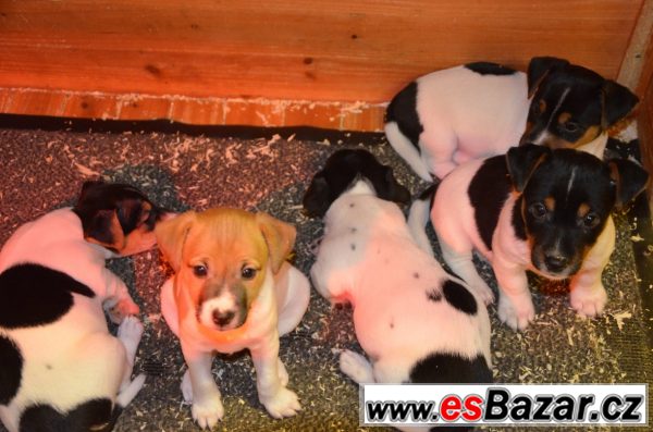 Jack Russel terrier s PP