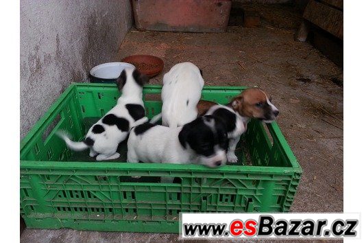 Jack Russel terrier s PP