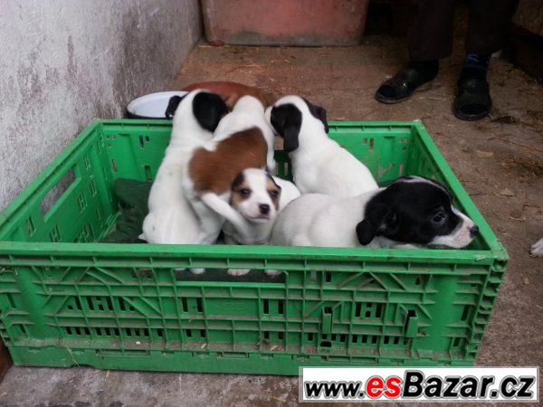 Jack Russel terrier s PP