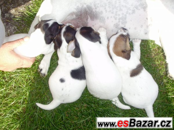 jack-russel-terier-stenata