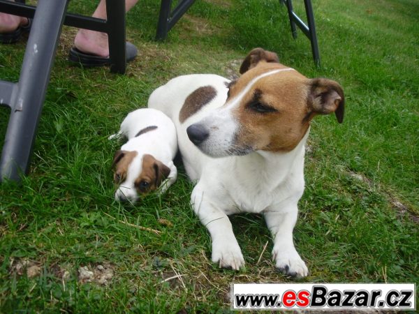 Jack Russel teriér- štěňata