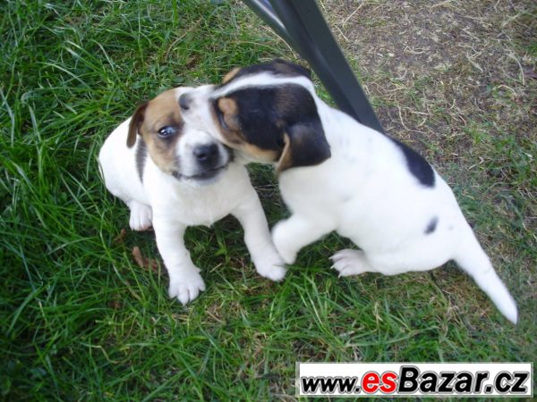 Jack Russel teriér- štěňata