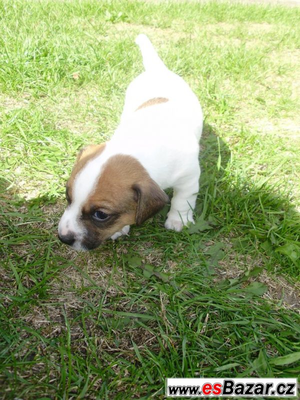 Jack Russel teriér- štěňata