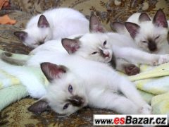 Koťátka Snowshoe