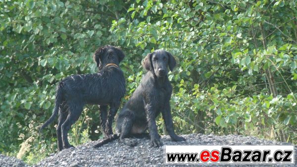 Štěně Flat coated retrievr s PP