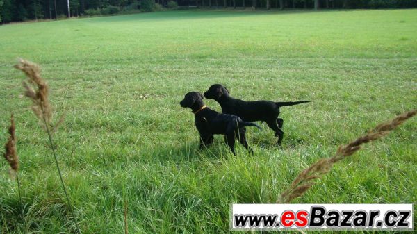 Štěně Flat coated retrievr s PP