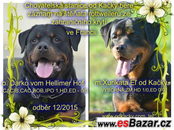 rottweiler-stenata-s-pp